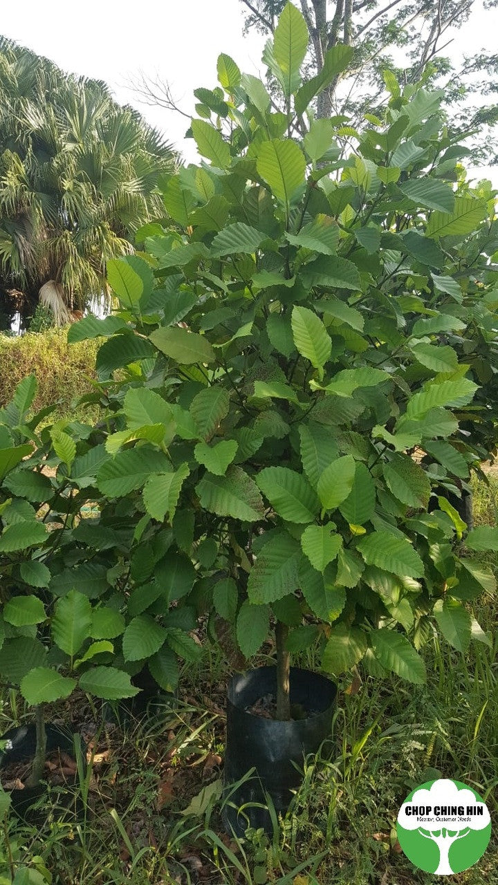 Dillenia philippinensis