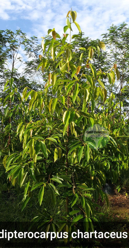 Dipterocarpus chartaceus