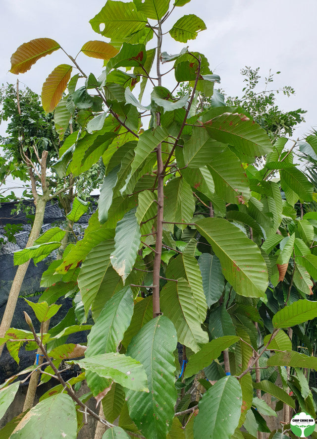 Dipterocarpus grandiflorus