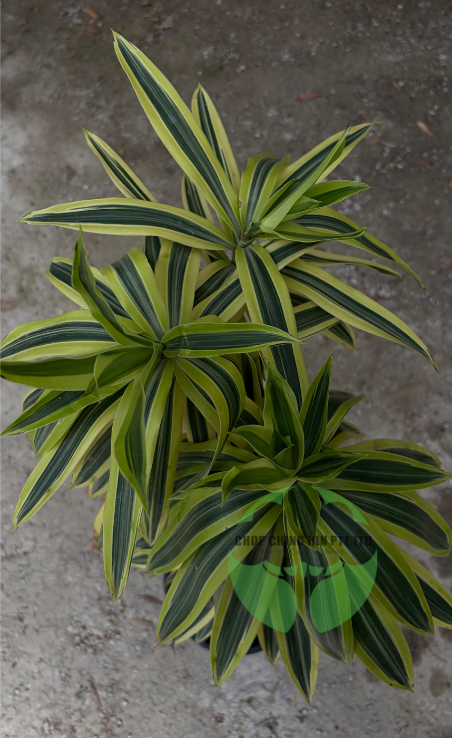 Dracaena reflexa 'Song of India' (Hydro)