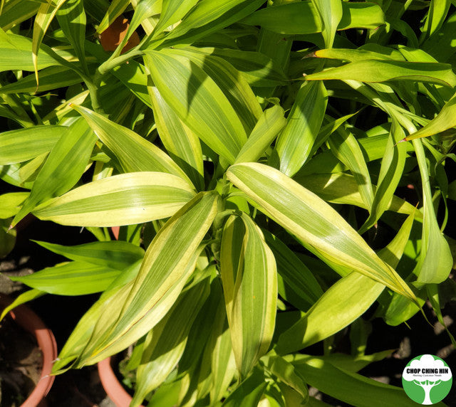 Dracaena braunii (variegated)