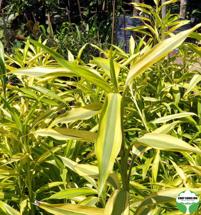 Dracaena braunii (variegated)