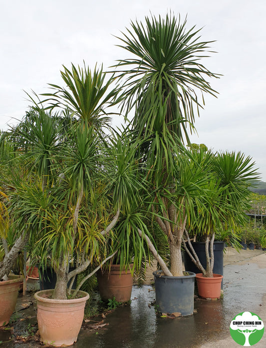 Dracaena loureiroi