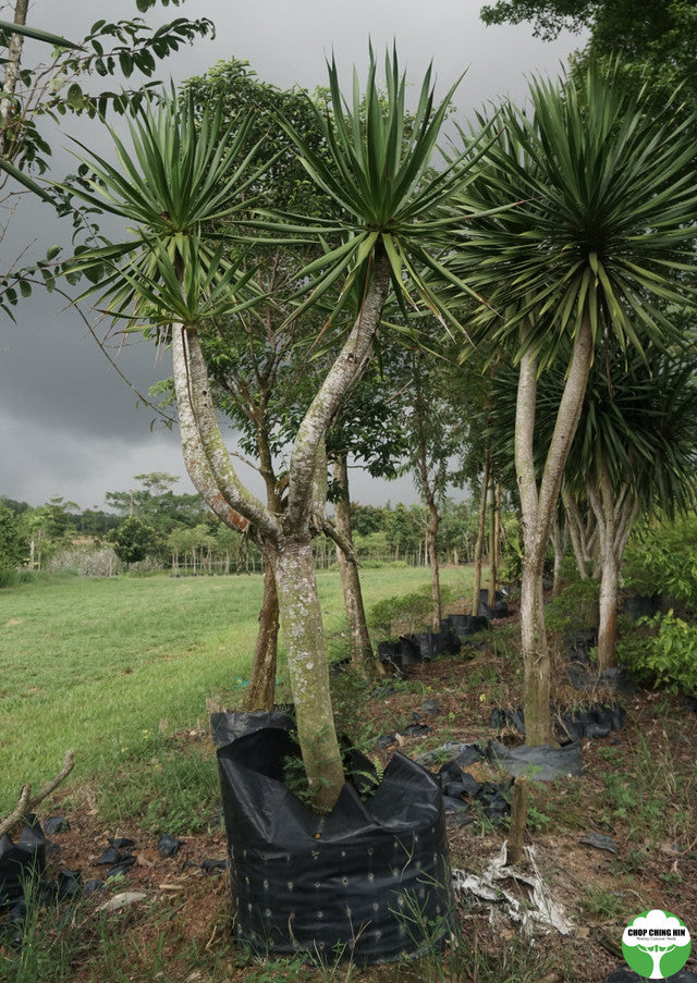 Dracaena loureiroi