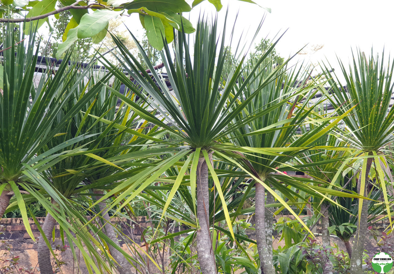 Dracaena marginata