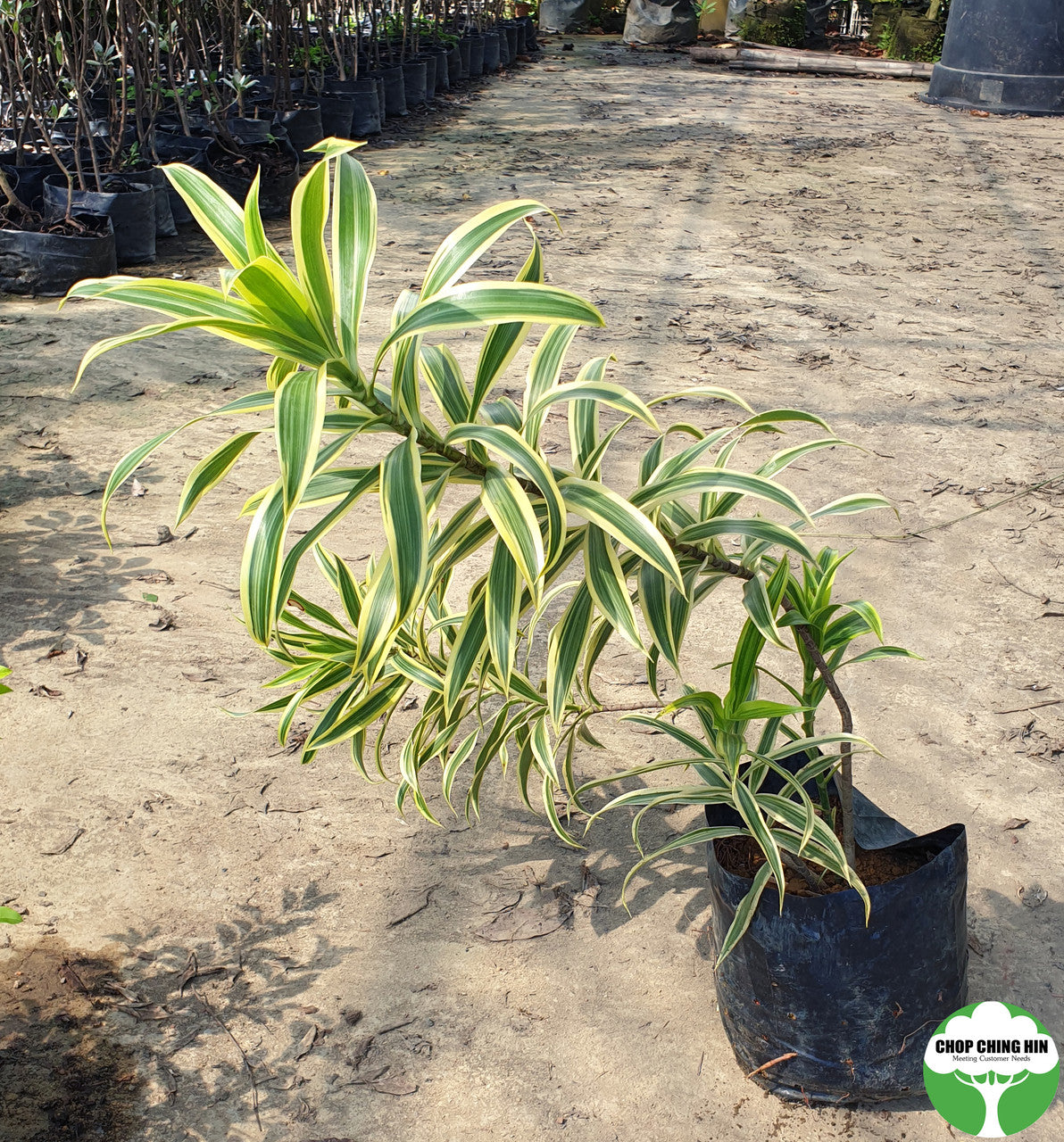 dracaena reflexa height Dracaena reflexa 'Song of India' – Chop Ching Hin Pte Ltd