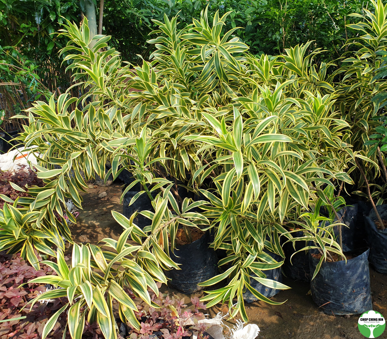 Dracaena reflexa 'Song of India'