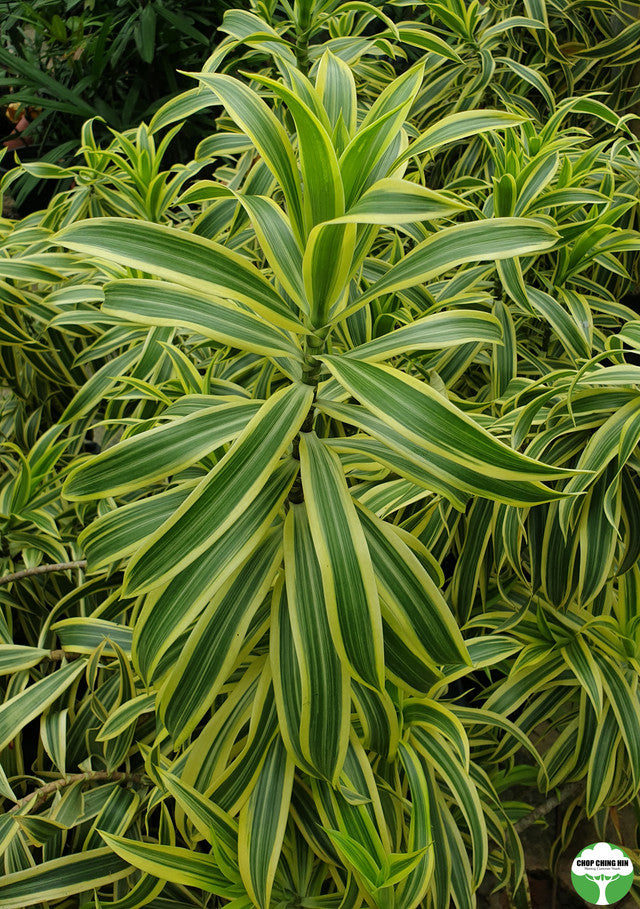 Dracaena reflexa 'Song of India'