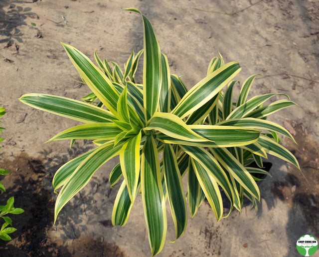 Dracaena reflexa 'Song of India'