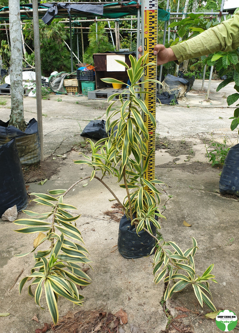Dracaena reflexa 'Song of India'