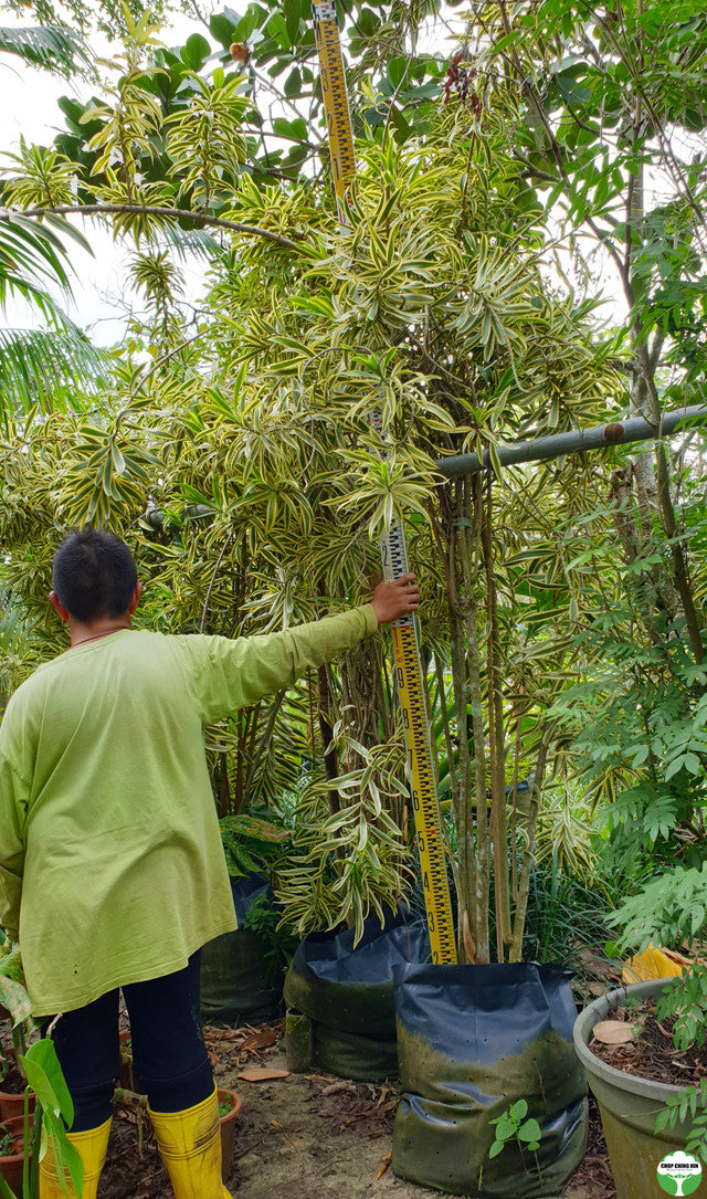 Dracaena reflexa 'Song of India'
