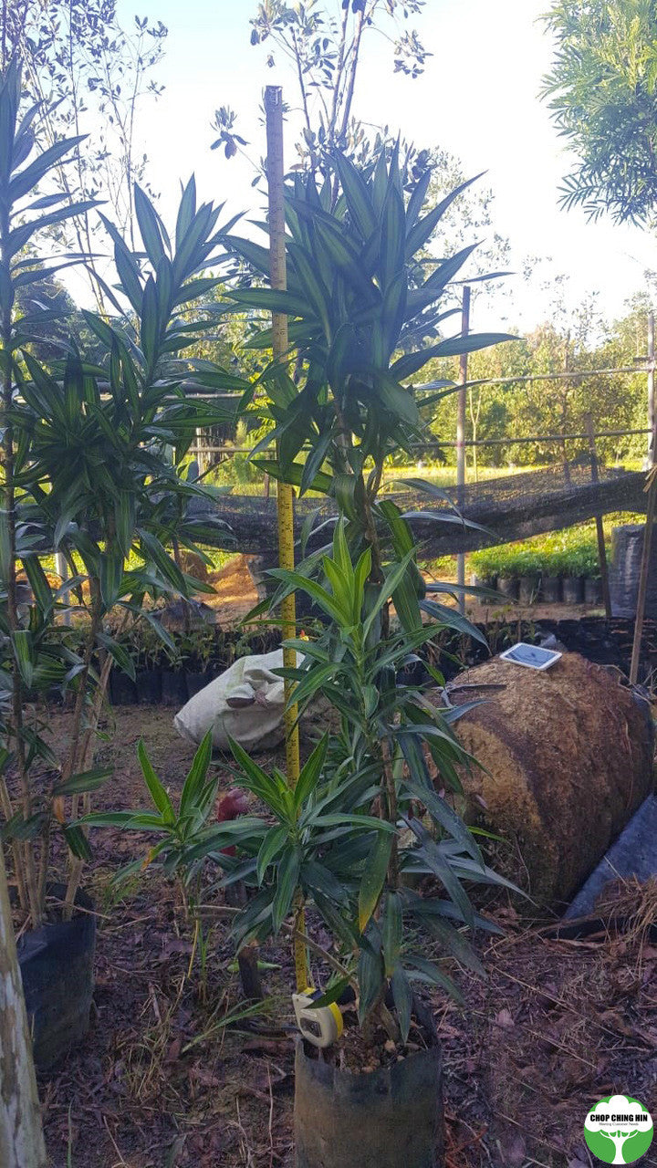 dracaena reflexa song of jamaica Dracaena reflexa 'Song of Jamaica' – Chop Ching Hin Pte Ltd