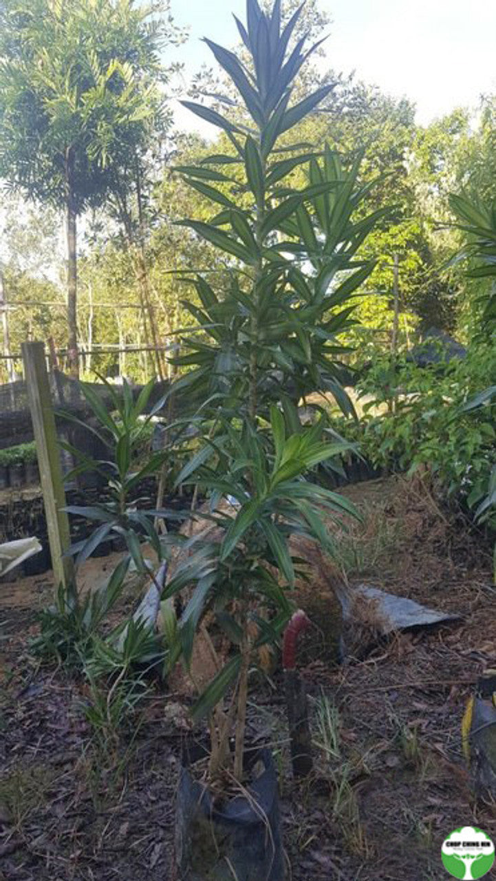 Dracaena reflexa 'Song of Jamaica'