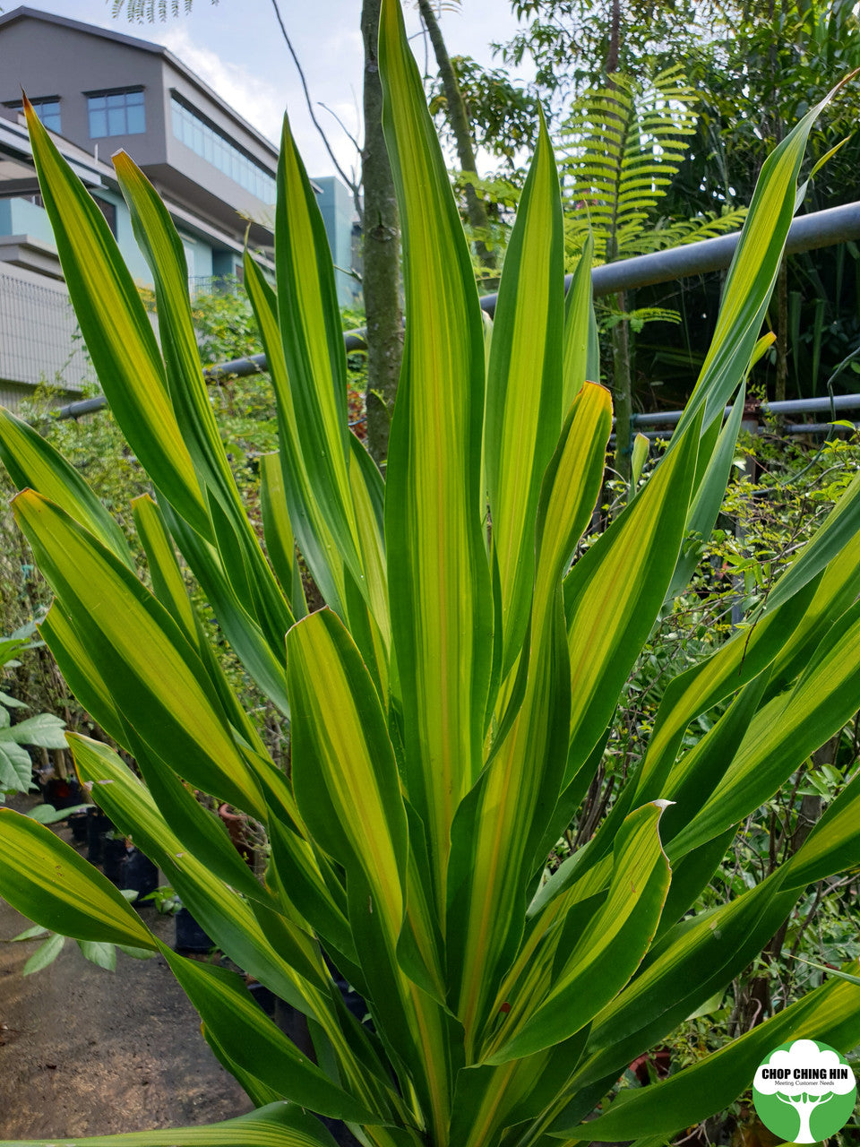Dracaena spp. 1