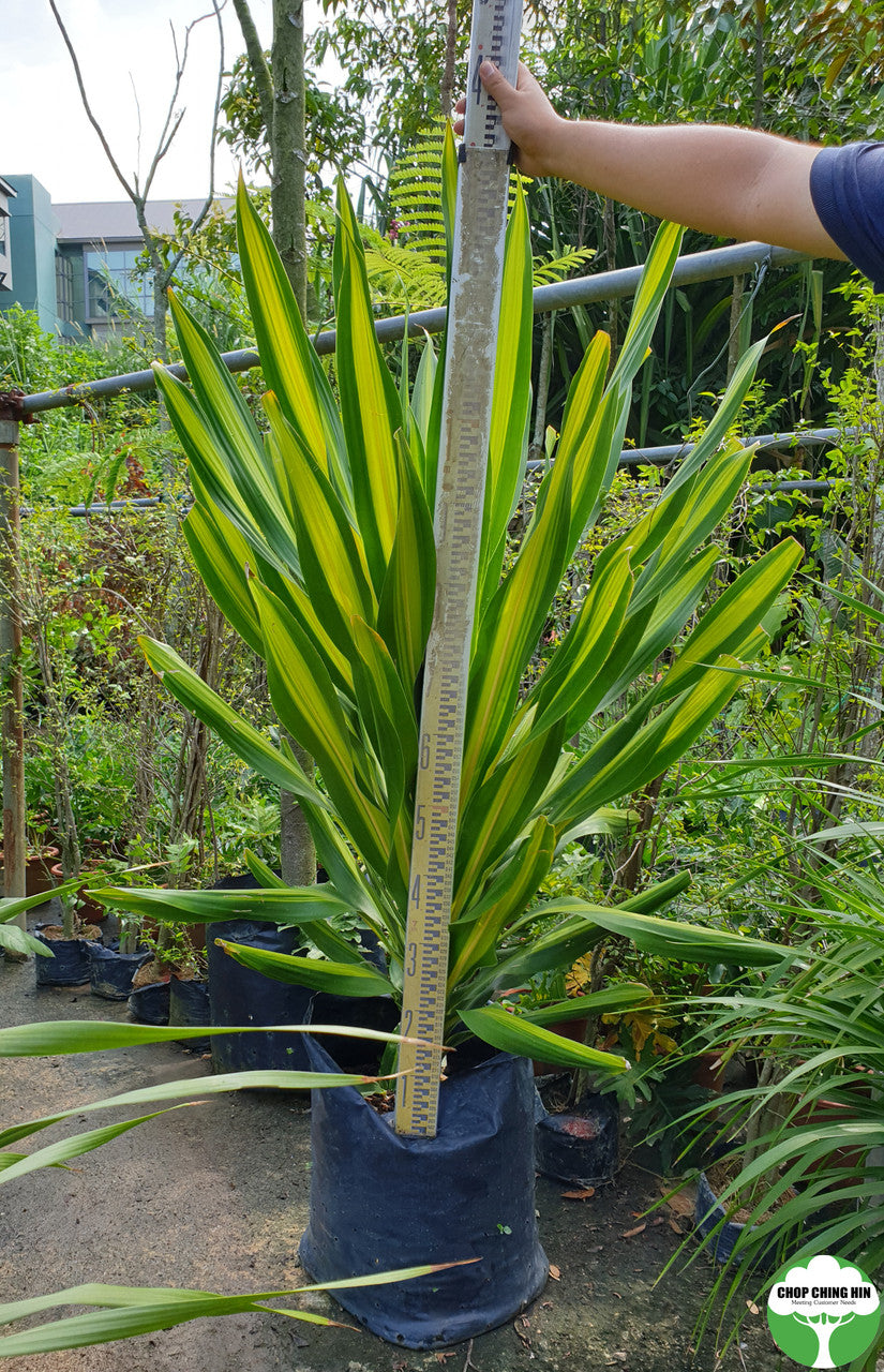 Dracaena spp. 1