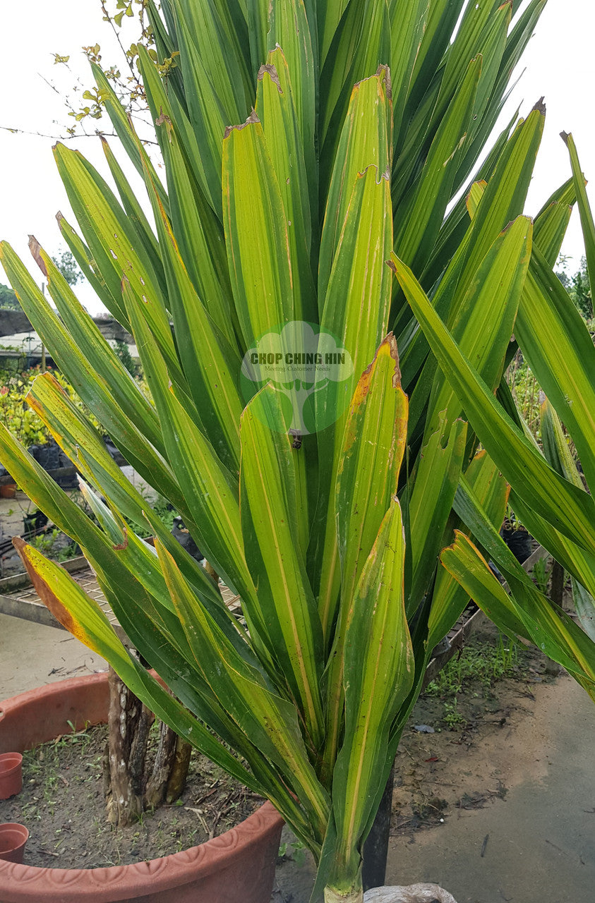 Dracaena spp. 1