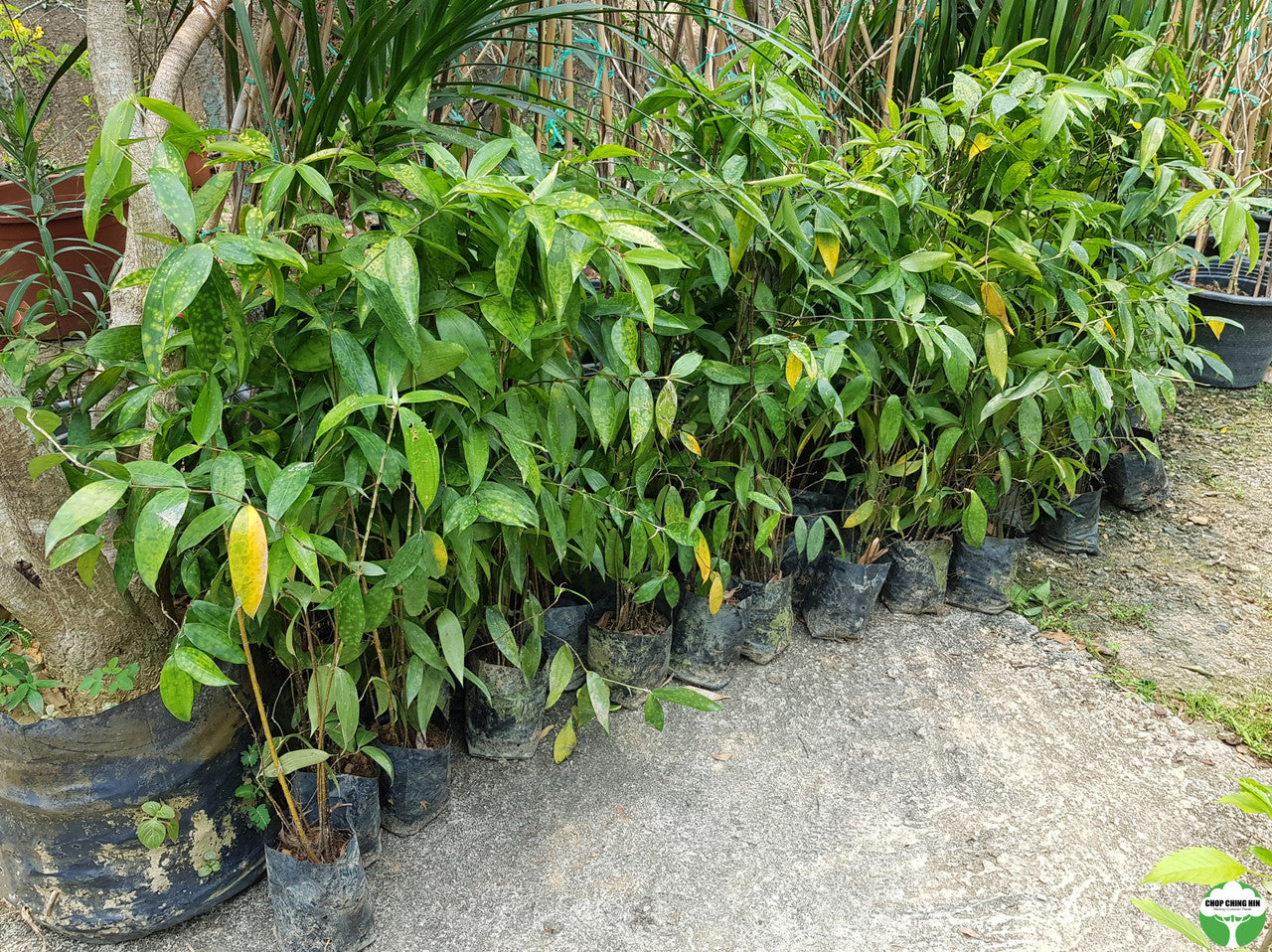 Dracaena surculosa var. maculata