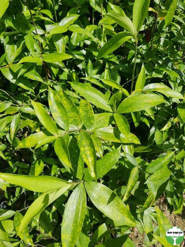 Dracaena surculosa var. maculata