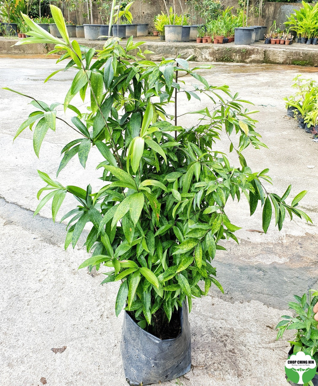 dracaena surculosa benefits Dracaena surculosa var. maculata – Chop Ching Hin Pte Ltd