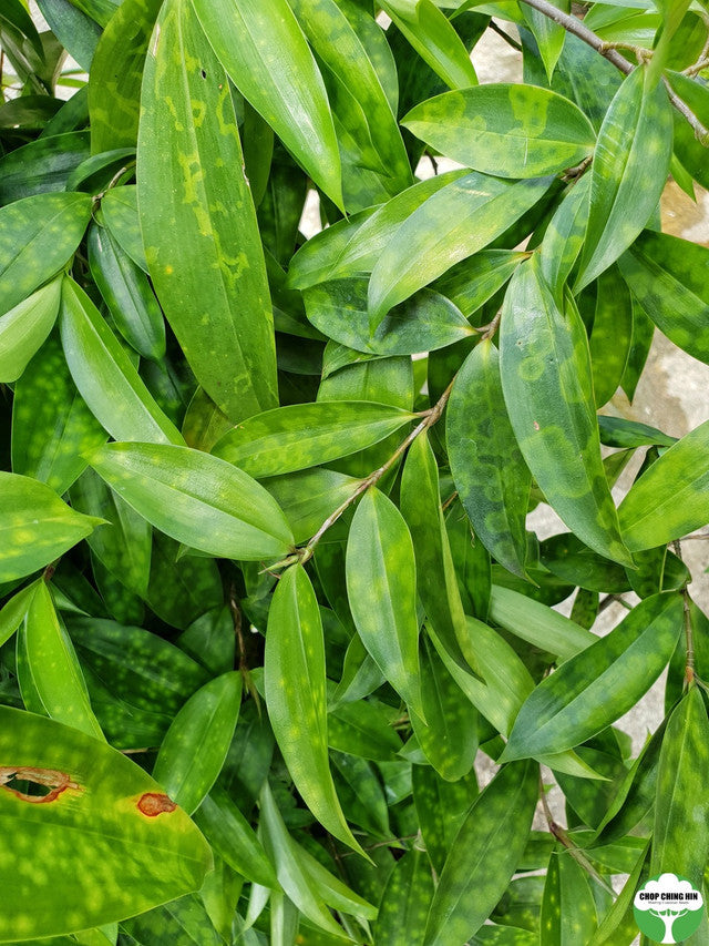 Dracaena surculosa var. maculata