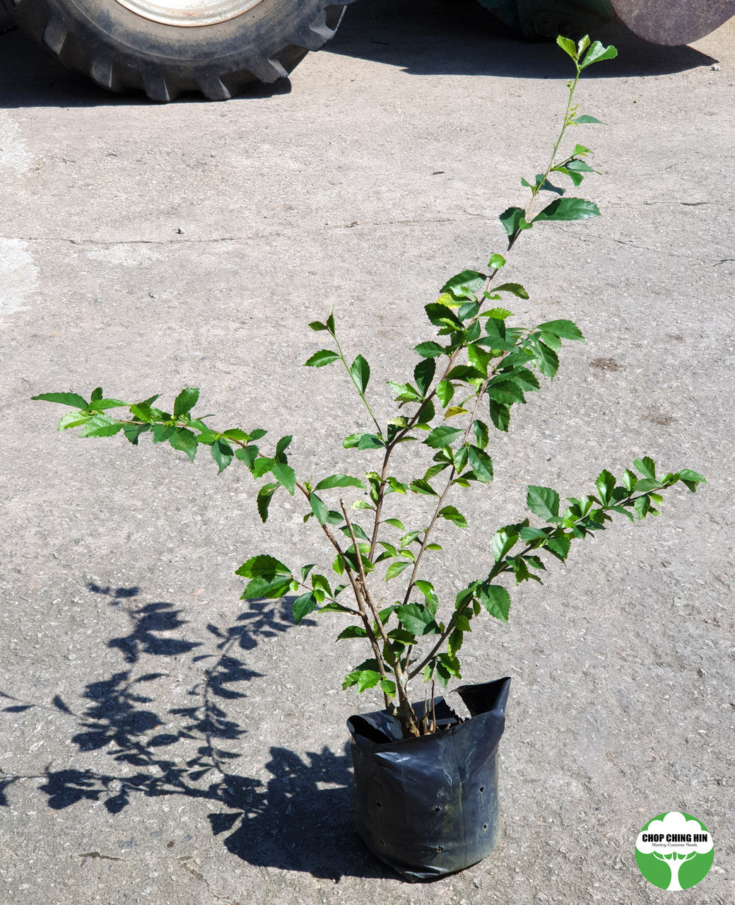 Duranta 'Dark Purple'