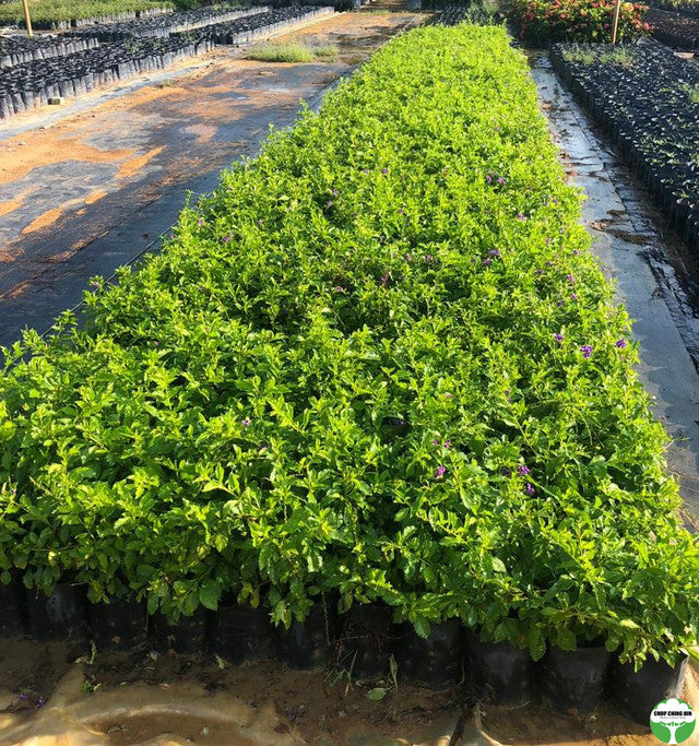 Duranta 'Dark Purple'