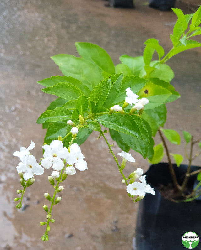 Duranta erecta 'Alba'