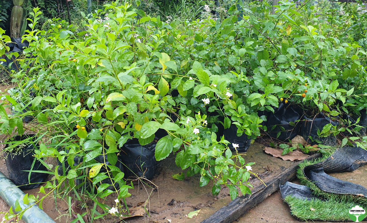 Duranta erecta 'Alba'