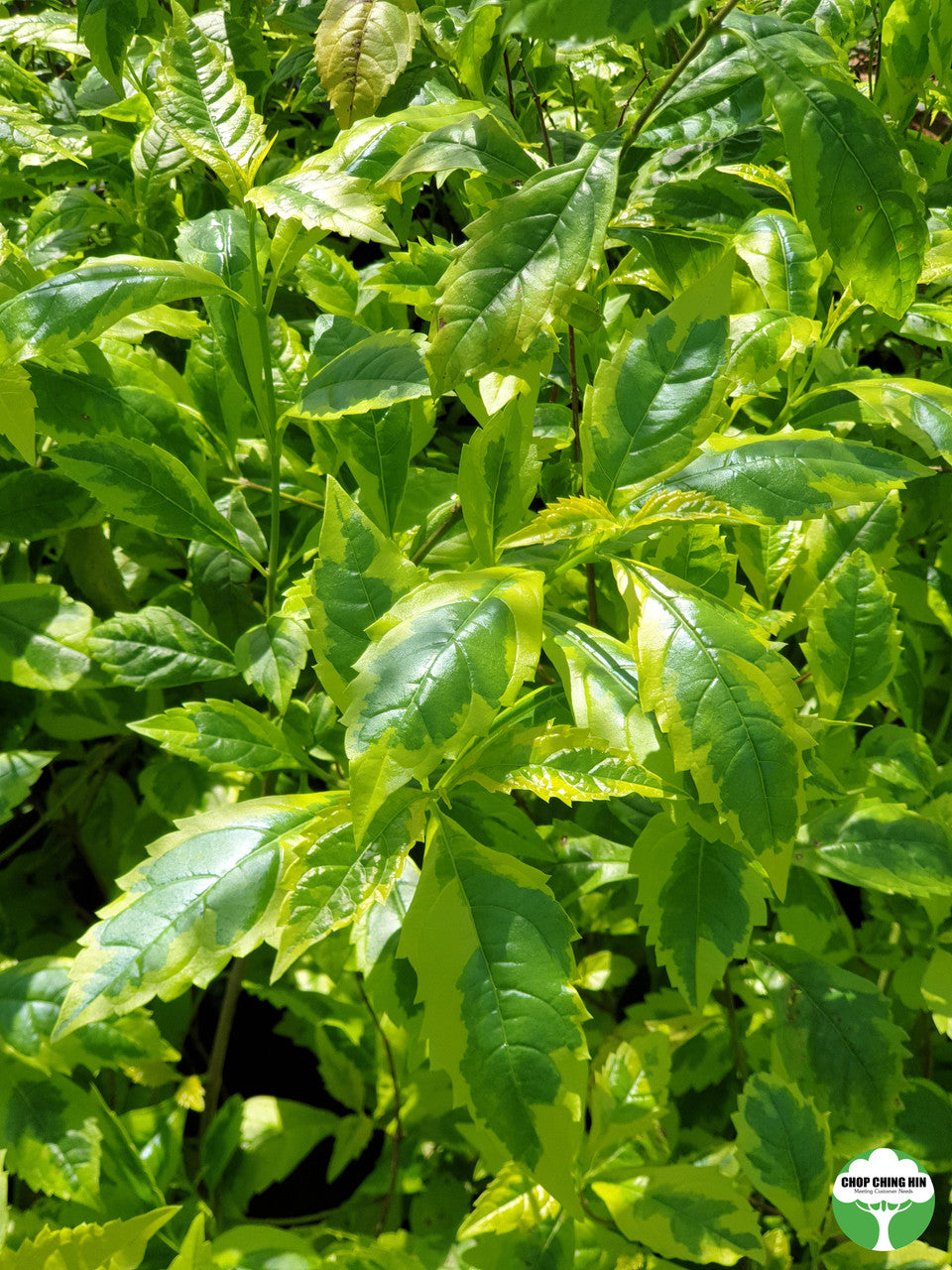 Duranta erecta 'Gold Edge'