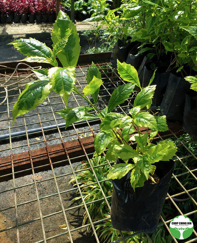 Duranta erecta 'Gold Edge'