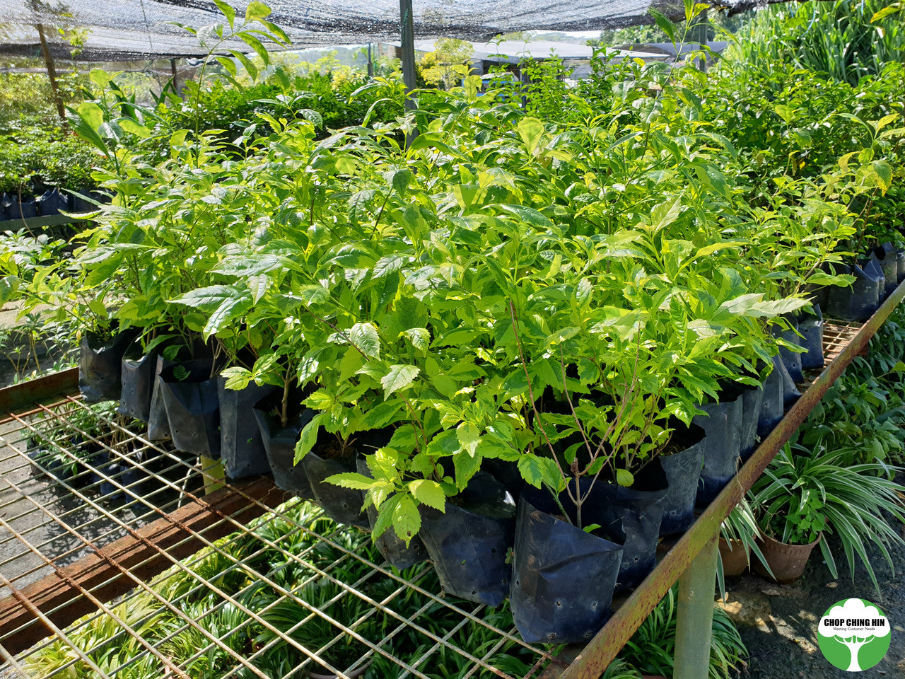 Duranta erecta 'Gold Edge'