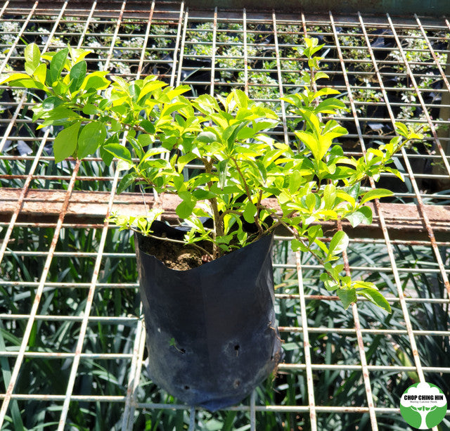 Duranta erecta 'Sheena's Gold'