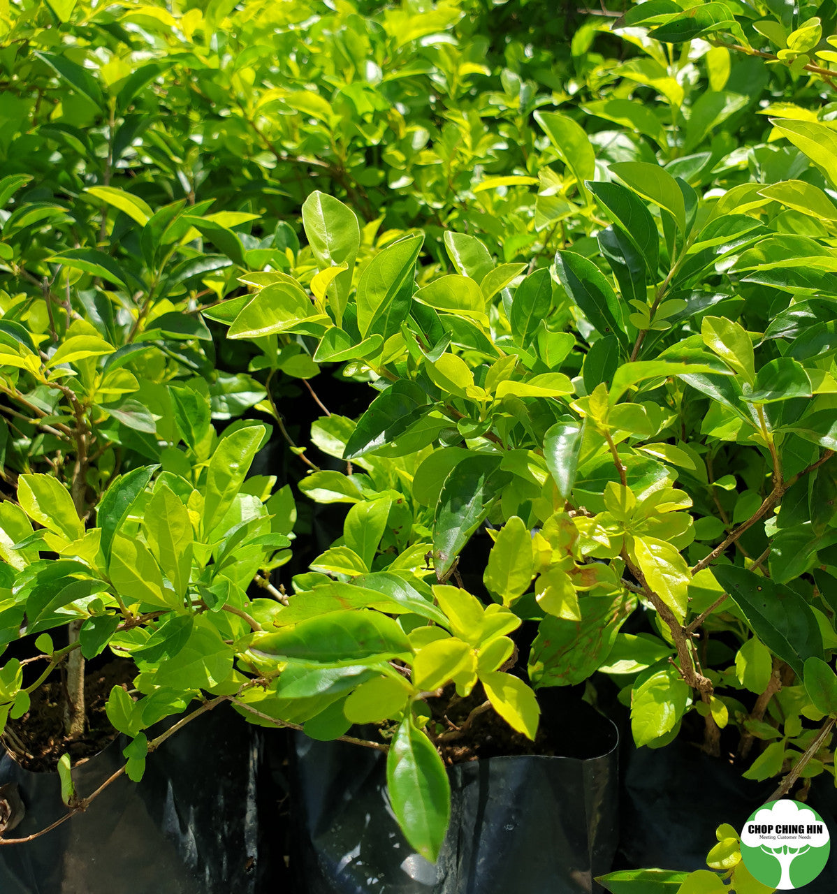Duranta erecta 'Sheena's Gold'