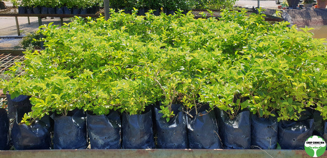 Duranta erecta 'Sheena's Gold'