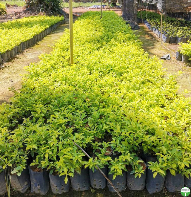 Duranta erecta 'Sheena's Gold'