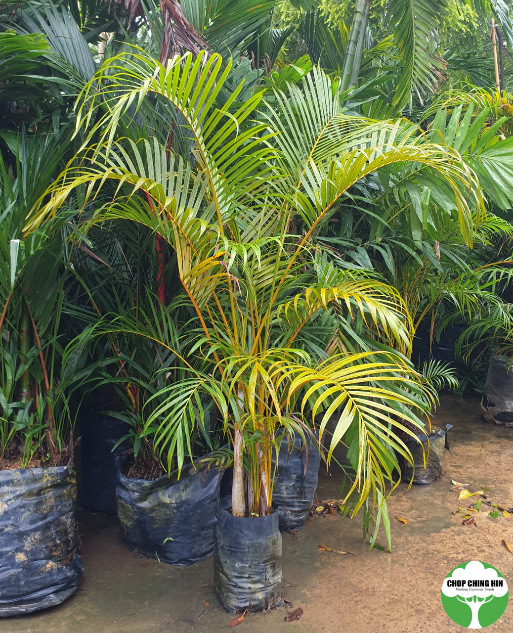 Dypsis lutescens Chop Ching Hin