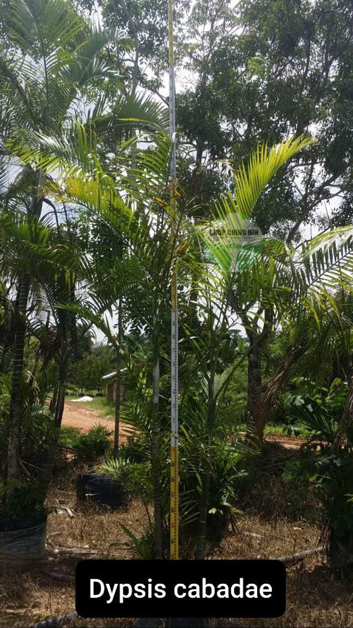 Dypsis cabadae