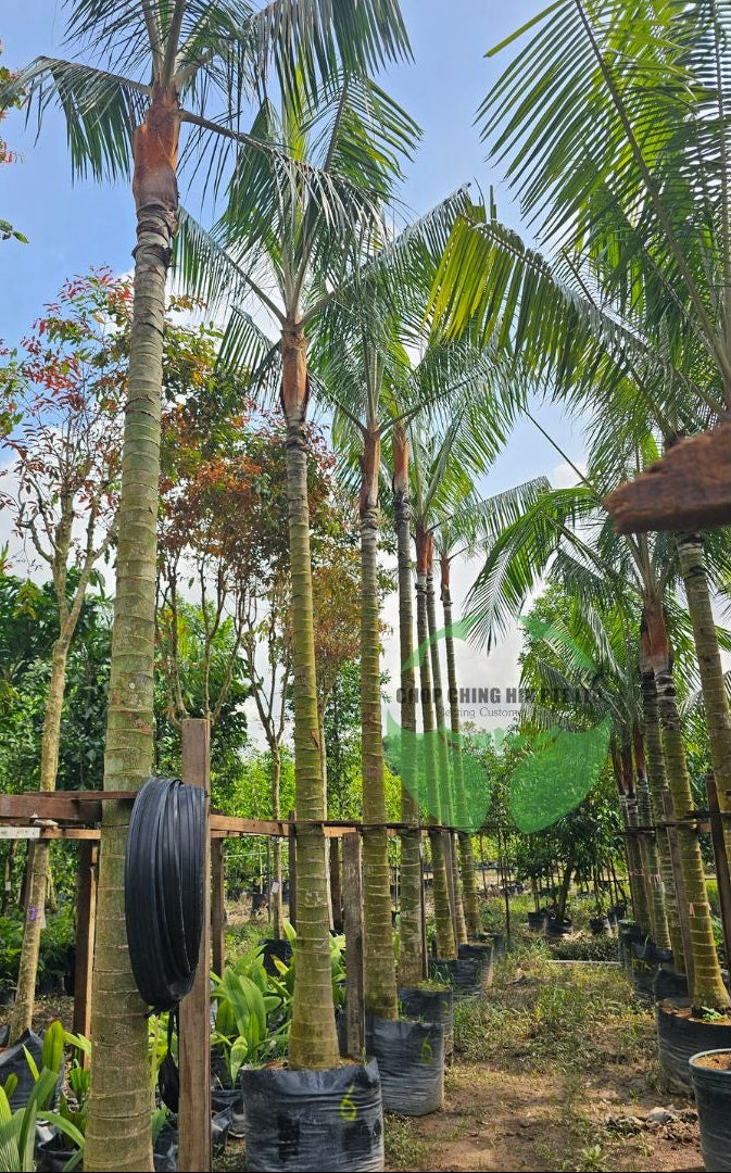 Dypsis leptocheilos (Redneck Palm)