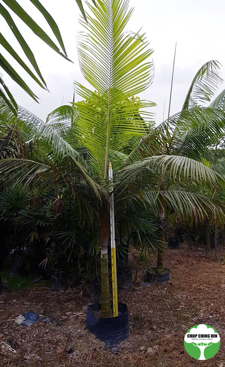 Dypsis leptocheilos (Redneck Palm)