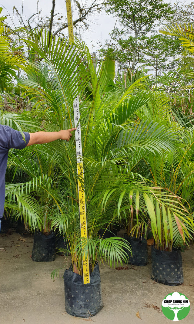 Dypsis lutescens