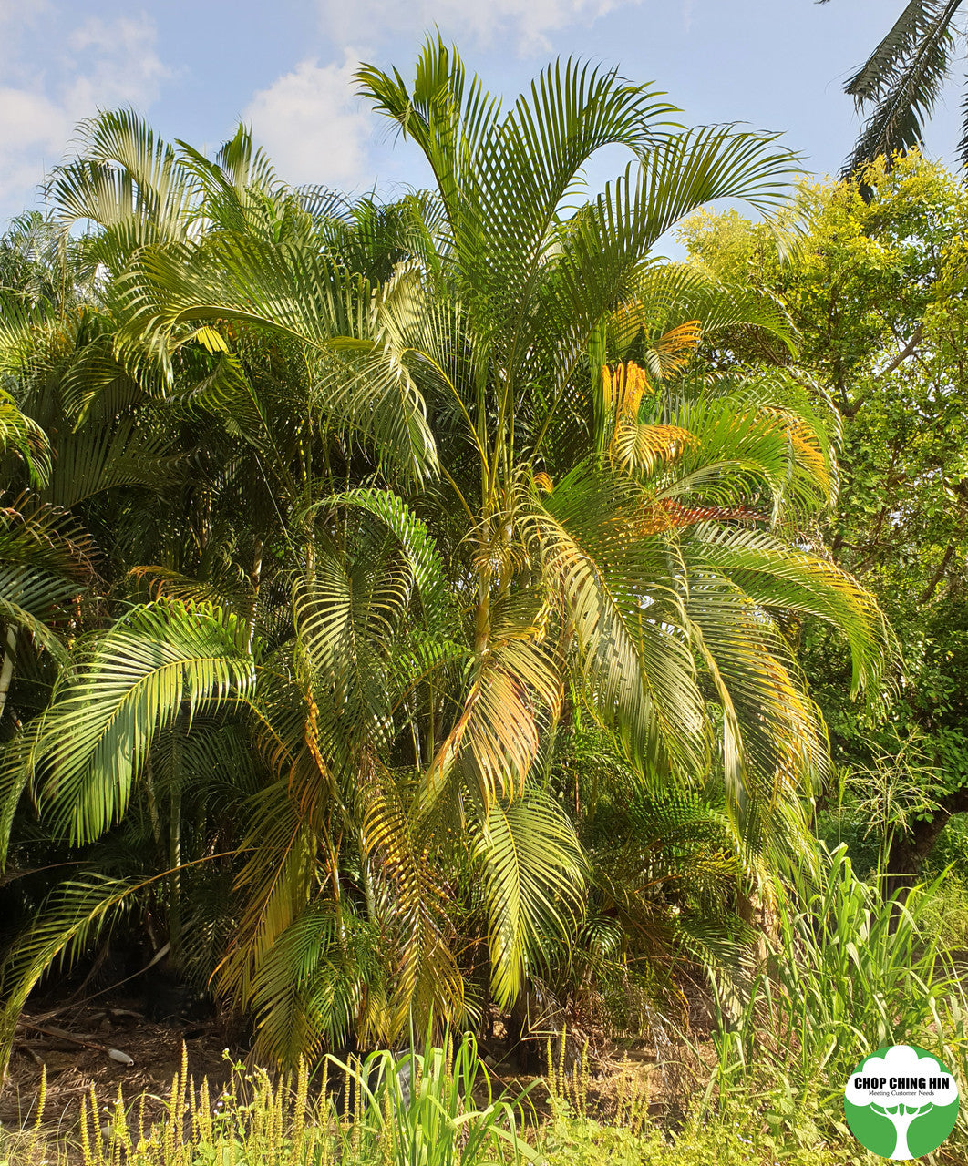 Dypsis lutescens