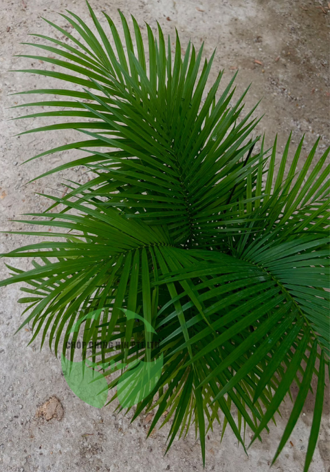 Rhopaloblaste ceramica (Hydro)