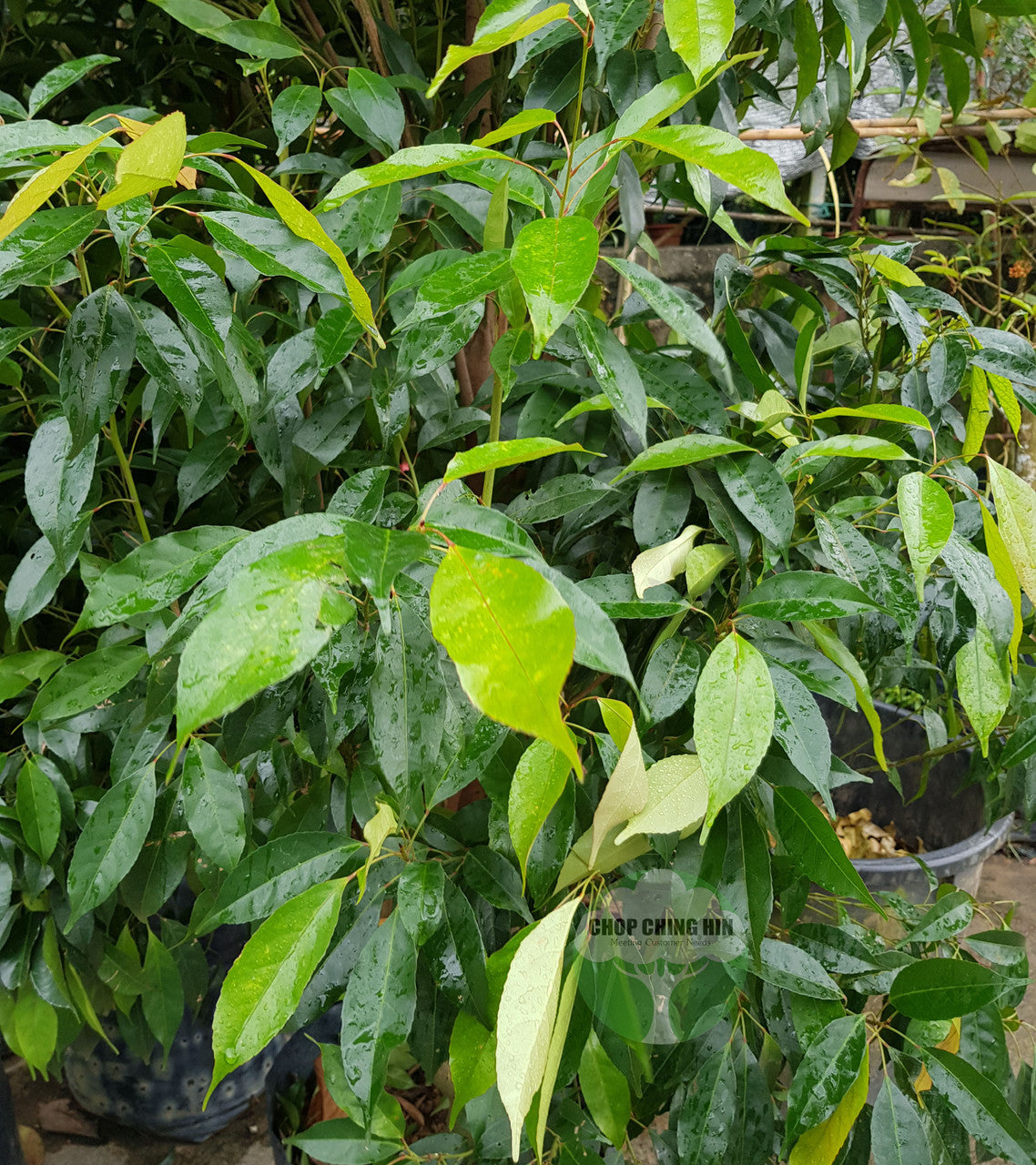 Elaeocarpus mastersii