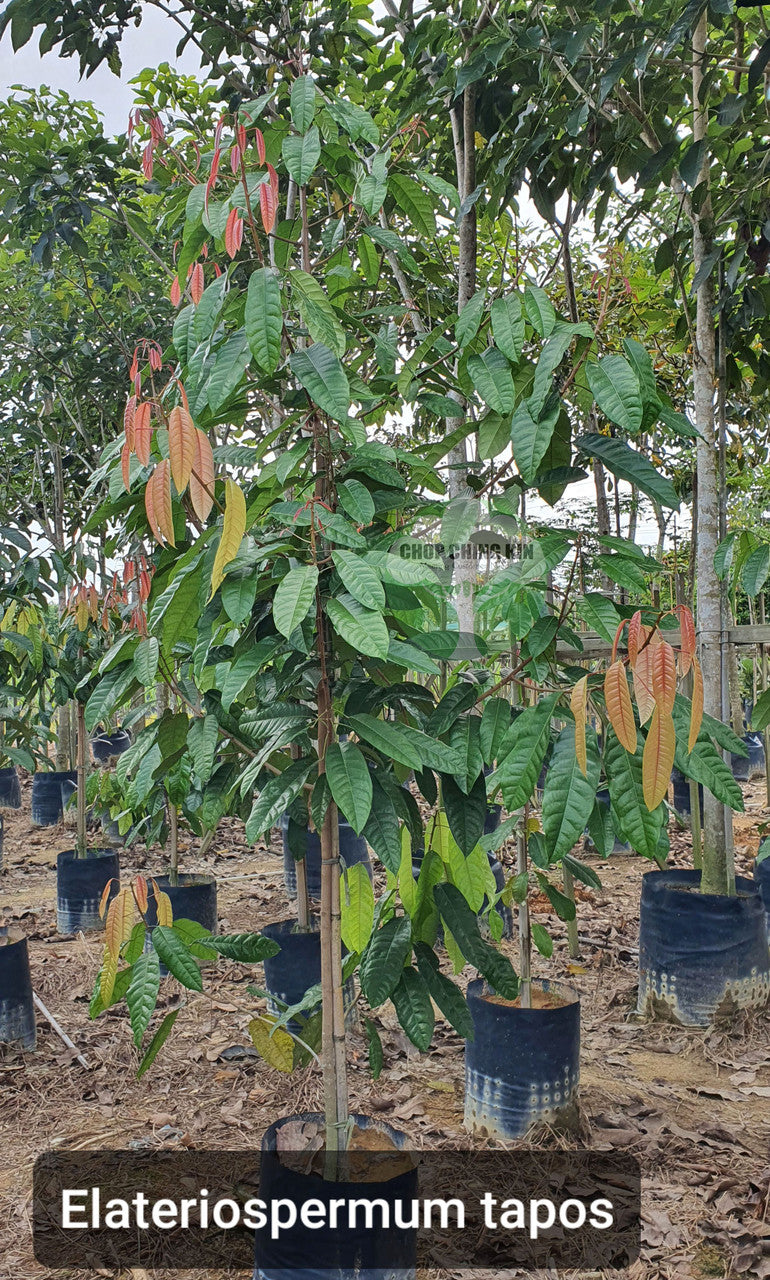 Elateriospermum tapos