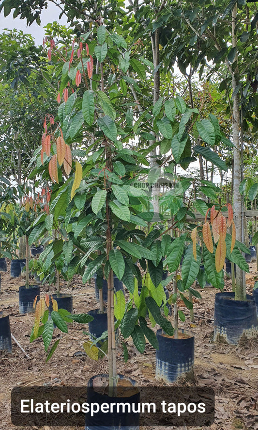 Elateriospermum tapos