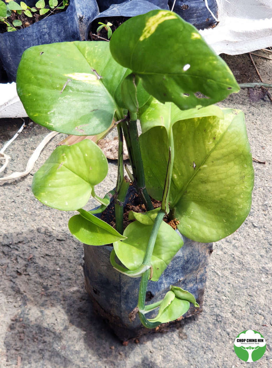 Eucrosia bicolor