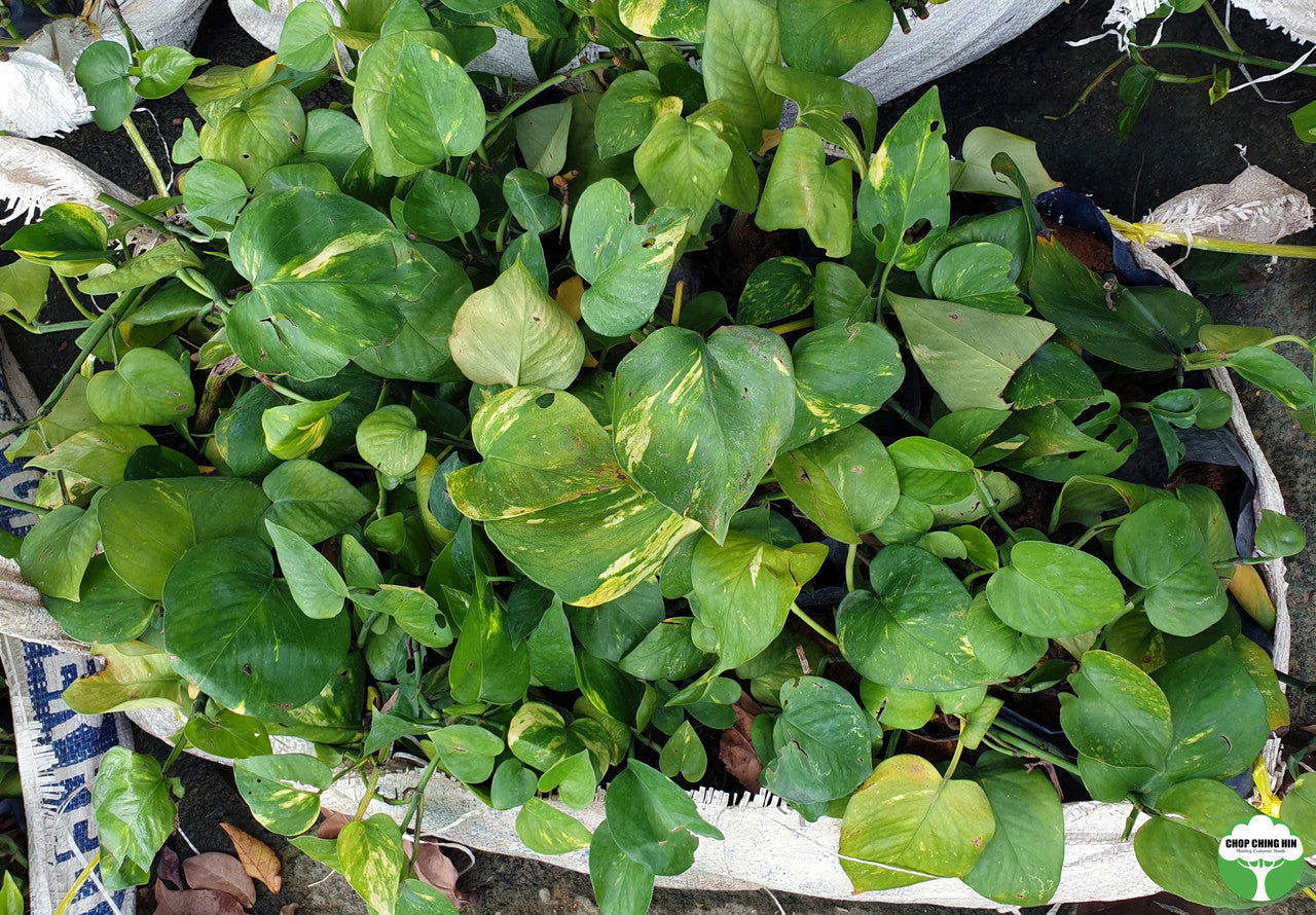 Eucrosia bicolor