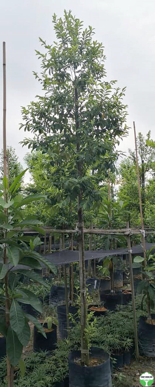 Erythroxylum cuneatum