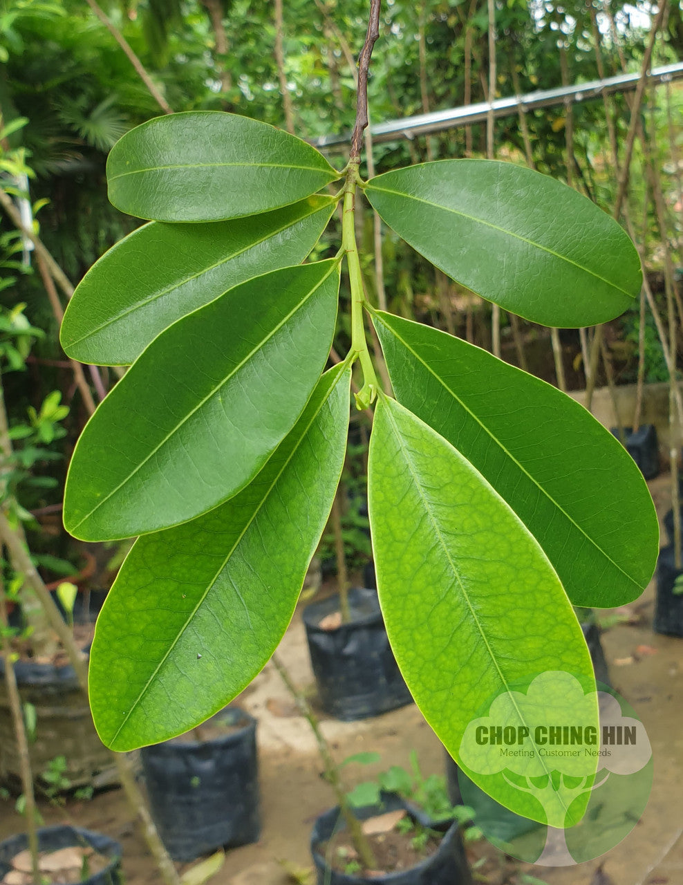 Erythroxylum cuneatum