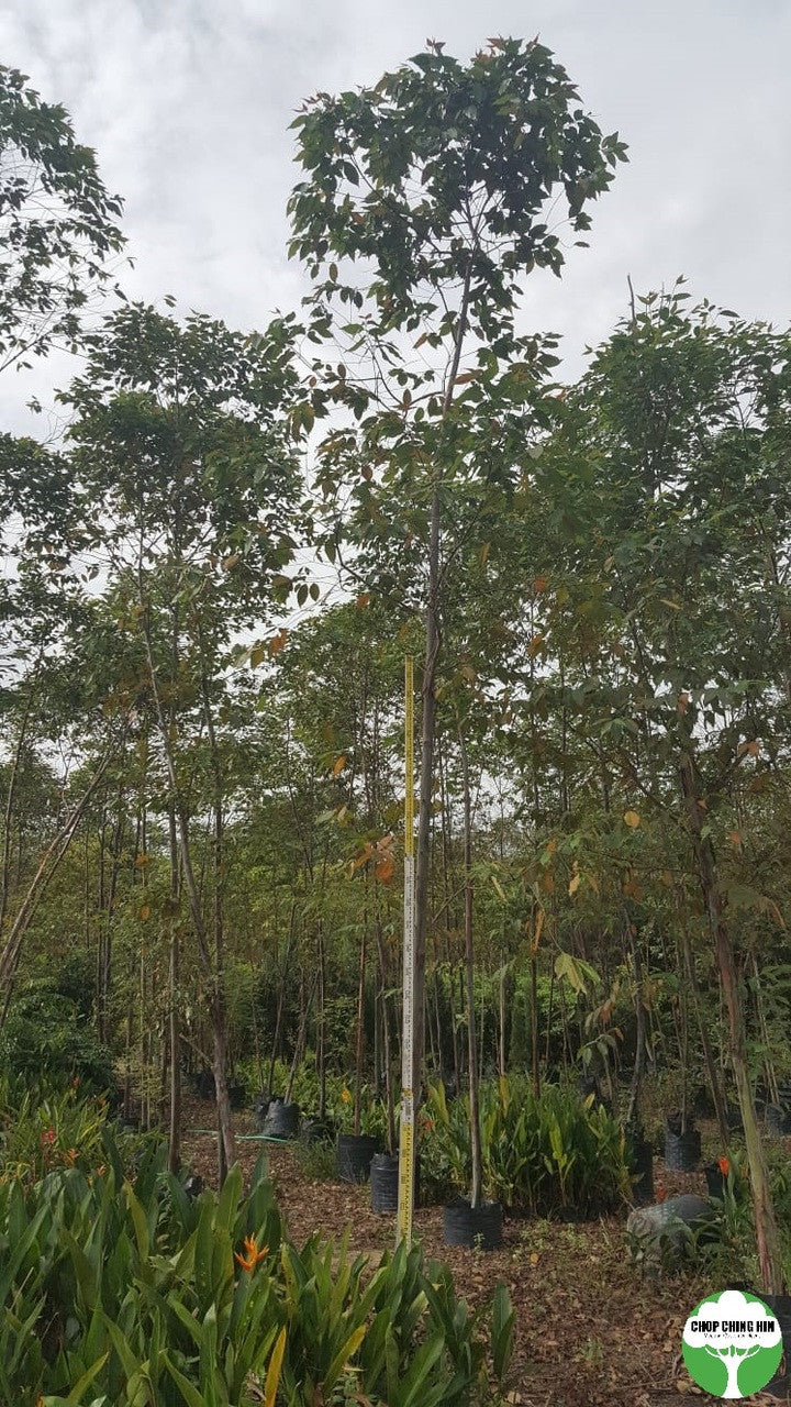 Eucalyptus deglupta